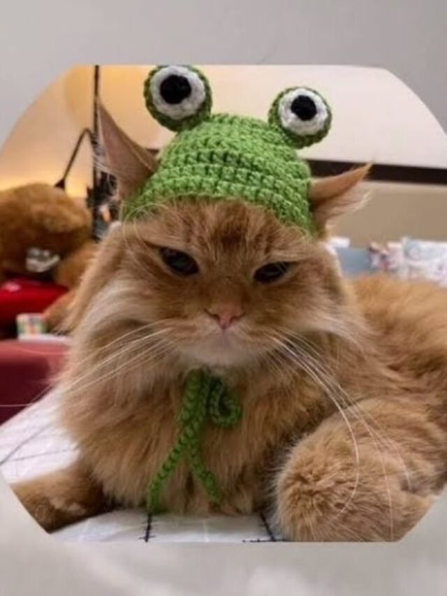 Crochet Beanie For Cats
