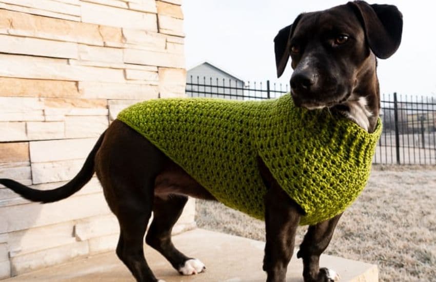 Crochet Dog Sweater Free Pattern